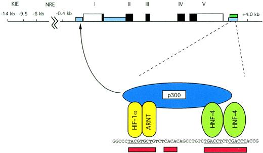 Fig. 2. Structure of the human Epo gene. Exons are indicated by solid black boxes; 5′ and 3′ untranslated regions are indicated by open rectangles. Areas of homology between human and murine noncoding sequences are shown with blue rectangles, and the region of liver specific DNase I hypersensitivity is shown with a green rectangle. The 3′ enhancer is expanded for greater detail. Sites that are functionally critical for hypoxic induction are underscored in red. Binding of HIF-1, HNF-4, and p300 is illustrated. As indicated by the arrow, p300 is capable of interacting with the basal transcriptional machinery in the promoter.