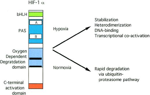Fig. 3. Structure of HIF-1. Open rectangles represent the PAS A and B domains. Solid black rectangles within the oxygen-dependent degradation domain indicate the location of PEST sequences.