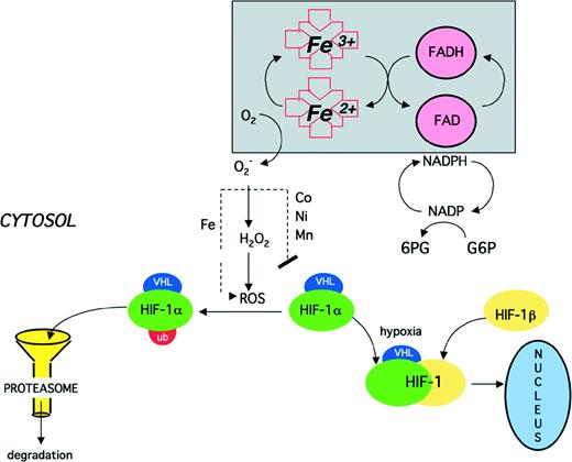 Fig. 4. Proposed model of oxygen sensing and signaling. In oxygenated cells, a flavo-heme protein functions as an NADPH oxidase, transferring electrons through the flavin (FAD) and heme to molecular oxygen, generating superoxide (O2−), which, in the presence of iron, is converted to hydroxyl radical (OH·) and other reactive oxygen species (ROS). As a result, HIF-1 is oxidatively modified so that it is recognized by the proteasome and rapidly degraded. Cobalt (Co2+) as well as other transition metals (Ni2+ and Mn2+) may block the iron-dependent degradation of HIF-1. At low oxygen tension, as well as in the presence of an iron chelator or one of the above-mentioned transition metals, HIF-1 is stable and can form a heterodimer with constitutively expressed HIF-1β, thereby activating HIF-1, which translocates to the nucleus and binds to response elements in hypoxia inducible genes.
