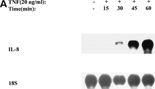 Fig. 1. TNF inducible IL-8 expression in the U937 monocytic cell line. (A) TNF rapidly induces IL-8 mRNA abundance. U937 cells were untreated (control) or stimulated with 20 ng/mL TNF for the indicated times (in minutes, at top). Total RNA was extracted and analyzed by Northern analysis by hybridization with a hIL-8 cDNA probe (top) and an 18S cDNA probe (bottom) as an internal control. Shown is a representative Northern blot. Relative to control, IL-8 increases 10-fold (30 minutes), 37-fold (45 minutes), and 56-fold (60 minutes). This experiment was reproduced 2 times with similar results. (B) TNF induces a dose-dependent increase in IL-8 mRNA abundance. Cells unstimulated/stimulated with the indicated doses (in ng/mL) TNF for 1 hour were lysed and the total RNA subject to Northern analysis by hybridization with a hIL-8 cDNA probe (top) and an 18S cDNA probe (bottom) as an internal control. Relative to control, 0.0064 ng/mL TNF increased normalized IL-8 signal by 2-fold, 0.032 ng/mL TNF increased IL-8 signal by 7-fold, 0.16 ng/mL TNF increased IL-8 signal by 21-fold; 0.8 ng/mL increased IL-8 signal by 38-fold. This experiment was reproduced 2 times with similar results. (C) TNF induces a time-dependent increase in IL-8 protein secretion. Duplicate cultures were untreated (control) or stimulated with 20 ng/mL TNF. At indicated times, cell culture supernatants were harvested and immunoreactive IL-8 determined by ELISA. Shown is the mean ± SD of n = 2 independent experiments. TNF increases IL-8 secretion by 2.4-fold at 2 hours and 10-fold by 16 hours. Basal secretion is 500 pg/mL and unchanged any time of this experiment (P< .0001 for unstimulated v stimulated).