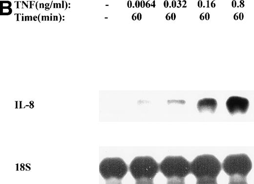 Fig. 1. TNF inducible IL-8 expression in the U937 monocytic cell line. (A) TNF rapidly induces IL-8 mRNA abundance. U937 cells were untreated (control) or stimulated with 20 ng/mL TNF for the indicated times (in minutes, at top). Total RNA was extracted and analyzed by Northern analysis by hybridization with a hIL-8 cDNA probe (top) and an 18S cDNA probe (bottom) as an internal control. Shown is a representative Northern blot. Relative to control, IL-8 increases 10-fold (30 minutes), 37-fold (45 minutes), and 56-fold (60 minutes). This experiment was reproduced 2 times with similar results. (B) TNF induces a dose-dependent increase in IL-8 mRNA abundance. Cells unstimulated/stimulated with the indicated doses (in ng/mL) TNF for 1 hour were lysed and the total RNA subject to Northern analysis by hybridization with a hIL-8 cDNA probe (top) and an 18S cDNA probe (bottom) as an internal control. Relative to control, 0.0064 ng/mL TNF increased normalized IL-8 signal by 2-fold, 0.032 ng/mL TNF increased IL-8 signal by 7-fold, 0.16 ng/mL TNF increased IL-8 signal by 21-fold; 0.8 ng/mL increased IL-8 signal by 38-fold. This experiment was reproduced 2 times with similar results. (C) TNF induces a time-dependent increase in IL-8 protein secretion. Duplicate cultures were untreated (control) or stimulated with 20 ng/mL TNF. At indicated times, cell culture supernatants were harvested and immunoreactive IL-8 determined by ELISA. Shown is the mean ± SD of n = 2 independent experiments. TNF increases IL-8 secretion by 2.4-fold at 2 hours and 10-fold by 16 hours. Basal secretion is 500 pg/mL and unchanged any time of this experiment (P< .0001 for unstimulated v stimulated).