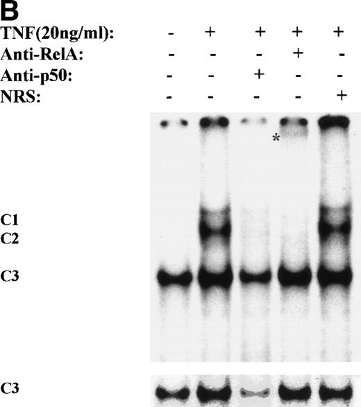 Fig. 3. TNF induces NF-κB binding and IκB proteolysis. (A) TNF rapidly induces nuclear NF-κB Rel A DNA binding. U937 cells unstimulated or stimulated with 20 ng/mL TNF for the indicated times (at top). Cells were lysed, the nuclei were isolated, and subjected to EMSA analysis with a radiolabeled IL-8 NF-κB site. The bound complexes (C1-C3) are indicated. Unlabeled duplex wild-type (wt) or mutant NF-κB (▵κ) competitors were included where indicated. (B) Antibody interference. EMSA of TNF-stimulated nuclear extract was prepared. Either normal rabbit serum (NRS), anti-p50, or anti-Rel A antibodies were preincubated for 1 hour before the assay as indicated. Asterix is a faint supershifted band. C1 and C2 are completely attenuated by the Rel A antibody. Bottom: lighter exposure. C3, C2, and C1 are attenuated by the p50 antibody. (C) TNF induces time-dependent proteolysis of the IκB protein. Cells unstimulated/stimulated with 20 ng/mL TNF for the indicated times (top) were lysed and the cytosols were prepared. Top panel, Western immunoblot with anti-IκB antibody; bottom panel, Western immunoblot with an anti-β–actin antibody (internal control).