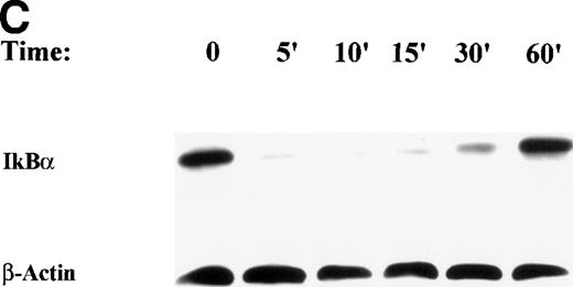 Fig. 3. TNF induces NF-κB binding and IκB proteolysis. (A) TNF rapidly induces nuclear NF-κB Rel A DNA binding. U937 cells unstimulated or stimulated with 20 ng/mL TNF for the indicated times (at top). Cells were lysed, the nuclei were isolated, and subjected to EMSA analysis with a radiolabeled IL-8 NF-κB site. The bound complexes (C1-C3) are indicated. Unlabeled duplex wild-type (wt) or mutant NF-κB (▵κ) competitors were included where indicated. (B) Antibody interference. EMSA of TNF-stimulated nuclear extract was prepared. Either normal rabbit serum (NRS), anti-p50, or anti-Rel A antibodies were preincubated for 1 hour before the assay as indicated. Asterix is a faint supershifted band. C1 and C2 are completely attenuated by the Rel A antibody. Bottom: lighter exposure. C3, C2, and C1 are attenuated by the p50 antibody. (C) TNF induces time-dependent proteolysis of the IκB protein. Cells unstimulated/stimulated with 20 ng/mL TNF for the indicated times (top) were lysed and the cytosols were prepared. Top panel, Western immunoblot with anti-IκB antibody; bottom panel, Western immunoblot with an anti-β–actin antibody (internal control).
