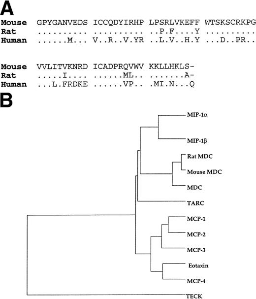 Fig. 2. Comparison of the mature forms of mouse, rat, and human MDC. (A) Residues that are shared with the murine sequences are shown by (.). (B) Dendrogram analysis illustrating similarity of CC chemokines. The sequences reported here for mouse and rat MDC have been deposited with Genbank under the accession numbers AF163477 andAF163476.