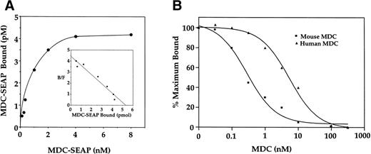 Fig. 4. Binding characteristics of mouse MDC:SEAP to murine thymocytes. (A) Mouse thymocytes (1 × 106 cells) were incubated with increasing concentrations of mouse MDC:SEAP. Nonspecific binding was determined in the presence of 500-fold molar excess of unlabeled murine MDC. (Inset) Scatchard analyis of the binding data. (B) Competition binding of mouse or human MDC with mouse MDC:SEAP to mouse thymocytes.