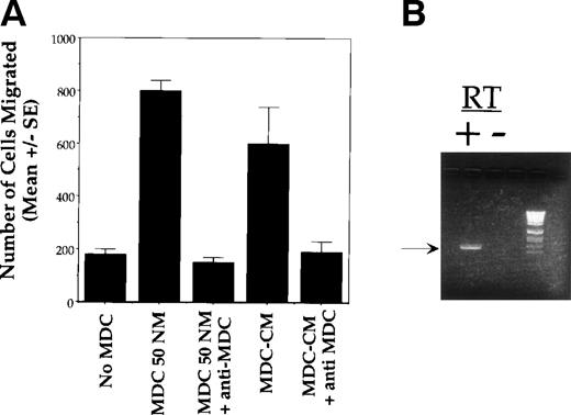 Fig. 6. MDC acts directly on CCR4 expressing thymocytes. (A) The migration of thymocytes is MDC-dependent. Freshly isolated thymocytes from 3- to 6-week-old BALB/c mice were assayed for chemotaxis in response to murine MDC as follows. Thymocytes were cultured for 4 hours in the presence of 50 nmol/L MDC, and cells were removed by centrifugation. The resulting MDC-conditioned media was then used to stimulate the chemotaxis of fresh thymocytes in the presence or absence of a neutralizing antibody to MDC. The number of cells migrating was determined by FACS analysis. All assays were performed on samples in triplicate; data shown are the mean ± SEM and are representative of 3 independent experiments. (B) Expression of CCR4 by cells that had migrated in response to MDC was determined by RT-PCR.