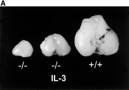 Fig. 3. Effects of IL-3 treatment on lymphoid populations. IL-3–treated Jak3−/− mice have thymic enlargement and increased numbers of thymocytes and peripheral T and B cells. (A) Thymi from 15-day-old mice are shown. (B) Thymocyte number from mice at 2 to 3 weeks of age. Control-treated Jak3−/− mice (•; n = 17), IL-3–treated Jak3−/− littermates (○; n = 16), and Jak3+/+ mice (□; n = 13). (C) Flow cytometric analysis of splenocytes from 3-week-old mice. The percentage of positive cells is shown for each quadrant. This experiment is representative of 4 independent experiments.