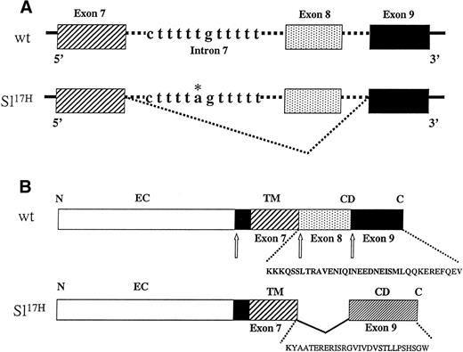 Fig. 1. Schematic representation of the Sl17Hgenomic mutation. (A) Sl17H contains a T→A transversion in the 3′ splice acceptor site of intron 7. The mutation is marked with an asterisk (*). Lowercase letters indicate intron 7 sequences that are flanked on the 5′ end with exon 7 (▨) and at the 3′ end with exon 8 (). The short dotted line indicates abnormal splicing, which skips exon 8 sequences inSl17H. (B) Schematic representation of the wt andSl17H SCF protein. N, amino terminus;EC, extracellular domain; TM, transmembrane domain (▪▨); CD, cytoplasmic domain (▪); C, carboxy terminus. Boundaries for exons 7, 8, and 9 are indicated by arrows (↑). The gap (∨) in the Sl17H protein due to the absence of exon 8 sequences is indicated below the wt SCF protein. The last 36 and 28 aa’s encoded by the wt and theSl17H cDNAs, respectively, are shown below each of the schematic diagrams.