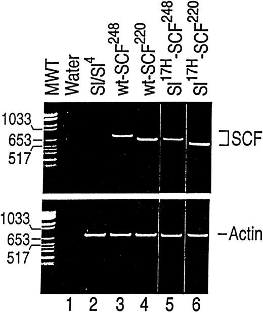 Fig. 4. Analysis of wt and Sl17H mutant cDNA expression in stably transfected in stromal cells.Sl/Sl4 stromal cells were transfected with cDNAs encoding the wt-SCF248 (soluble) and wt-SCF220(MA) or the Sl17H-SCF248 (soluble) andSl17H-SCF220 (MA) mutant isoforms of SCF. SCF-specific primers (upper panel) were used that amplify both the wt and the Sl17H mutant forms of SCF. For semiquantitative analysis and RNA integrity, actin-specific primers (lower panel) were used. RT-PCR products were examined on a 2.5% ethidium bromide-containing agarose gel. Upper panel, SCF-specific primers. Lane 1, water control; lane 2, parentalSl/Sl4 cell line; lane 3, wt-SCF248(733 bp); lane 4, wt-SCF220 (623 bp; exon 6); lane 5,Sl17H-SCF248 (665 bp; exon 8); and lane 6, Sl17H-SCF220 (555 bp; exons 6 and 8). Lower panel, actin-specific primers (732 bp). The molecular weight (MW) marker is shown on the left.
