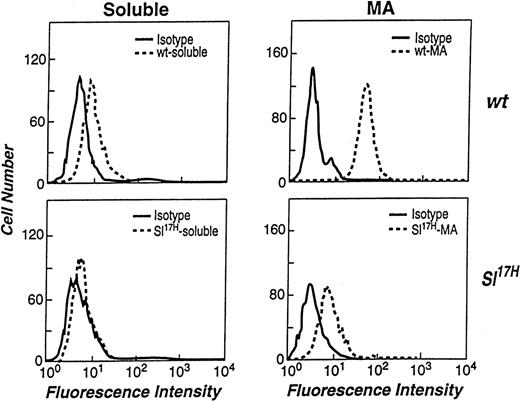 Fig. 6. Flow cytometric analysis of the stromal cell surface expression of wt-SCF248 and wt-SCF220 orSl17H-SCF248 andSl17H-SCF220 isoforms of SCF. (Top left panel) wt-SCF248 (soluble), (bottom left panel)Sl17H-SCF248 (soluble), (top right panel) wt-SCF220 (MA), and (bottom right panel)Sl17H-SCF220 (MA) stromal cell lines were stained with either isotype control (solid lines) or antimouse SCF (dotted lines) antibody. Shown is 1 of 2 clones for each genotype showing similar results.