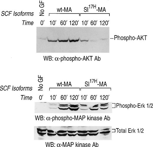 Fig. 8. Activation of MAP-Kinase and PI-3Kinase/Akt in erythroid progenitors by stromal cells expressing either the wt-SCF220 (MA) orSl17H-SCF220 (MA) isoform of SCF. Factor-starved erythroid progenitors were cocultured with mitomycin C-treated stromal cells expressing either the wt or theSl17H MA SCF for various time points. Subsequently, at various times, cell lysates were collected and subjected to Western blot analysis with a rabbit anti-phospho Akt antibody and a rabbit anti-phospho MAP-Kinase antibody and the enhanced chemiluminescence detection system. The phosphorylated form of Akt (upper panel) and MAP-Kinase (Erk-1 and Erk-2) (middle panel) are indicated. In both the upper and middle panels, lane 1 corresponds to unstimulated starved erythroid progenitor cells and lanes 2, 3, and 4 correspond to stromal cells expressing the wt-SCF220 (MA) form of SCF cocultured with erythroid progenitor cells for 10, 60, and 120 minutes, respectively. Lanes 5, 6, and 7 correspond to stromal cells expressing the Sl17H-SCF220 (MA) form of SCF cocultured with erythroid progenitor cells for 10, 60, and 120 minutes, respectively. The bottom panel demonstrates the loading control for total protein in each lane. These experiments were performed at least 3 times with 2 different clones of each genotype.