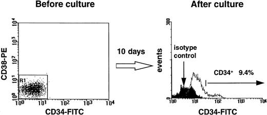 Fig. 2. A representative FACS histogram showing the proportion of CD34+ cells in the population generated by stimulating lin−CD34−CD38− marrow cells for 10 days with FL, SF, TPO, IL-3, and H–IL-6.