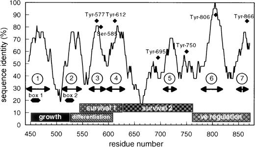 Fig. 1. Schematic representation of the cytoplasmic domain of βc showing the overall sequence identity between human and mouse βc and the seventh region of highest identity. The positions of box-1 and box-2 are shown as well as the functional role ascribed to different parts of human βc.34 The position of the conserved tyrosine residues and of 585Ser is also shown.