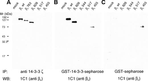 Fig. 3. Human βc associates with 14-3-3ζ, and this association is mediated by the 544-626 region of βc. HEK 293T cells were either mock-transfected (mock) or transfected with wild-type βc (wt) or βc containing C-terminal deletions. Lysates were prepared from transfected cells and either immunoprecipitated with anti–14-3-3ζ antibody (A) or precipitated with either 14-3-3–GST sepharose (B) or GST-sepharose (C). All proteins were separated on 7.5% SDS-PAGE under reducing conditions before Western blotting with anti-βc antibody (MoAb 1C1).