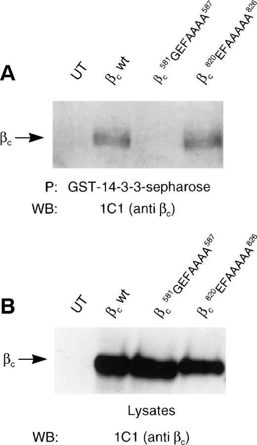 Fig. 4. 14-3-3ζ specifically binds the HSRSLP motif of the βc cytoplasmic domain. (A) HEK 293 cells were used either untransfected (UT) or transfected with wild-type βc (wt), with βc containing the sequence581PHSRSLP587 mutated to581GEFAAAA587, or with βccontaining the sequence 820RSKPSSP826 mutated to 820EFAAAAA826. Lysates were made and immunoprecipitations were performed using GST–14-3-3-sepharose. The presence of βc was determined by Western blotting with an anti-βc antibody (MoAb 1C1). (B) The level of expression βc in the lysates was determined by Western blotting with an anti-βc antibody (MoAb 1C1).