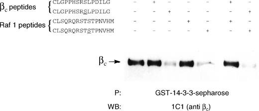 Fig. 5. Inhibition of βc association with 14-3-3ζ by phosphorylated but not by unphosphorylated βc and raf-1 peptides. Lysates of HEK293T cells transfected with βc were immunoprecipitated with GST–14-3-3-sepharose in the absence or in the presence of chemically synthesized peptides (100 μmol/L) containing a βc sequence (CLGPPHSRSLPDILG) or a Raf-1 sequence (CLSQRQRSTSTPNVHM). In the phosphorylated peptides, the relevant phosphorylated serine is underlined. The experiment was performed on 7.5% SDS-PAGE under reducing conditions. The presence of βc in the precipitation experiment was determined by Western blotting with anti-βc antibody (MoAb 1C1).