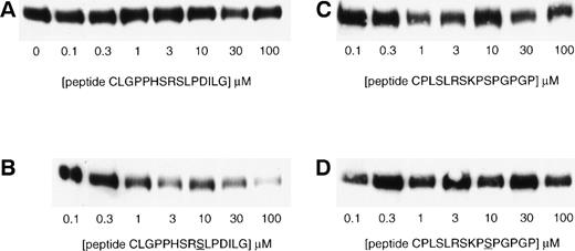 Fig. 6. Specific inhibition of βc association with 14-3-3ζ by a phosphorylated peptide encompassing the 579-592 region of βc. Lysates of HEK293T cells transfected with βc were precipitated with GST–14-3-3-sepharose in the absence or in the presence of various concentrations of chemically synthesized peptides. Two βc peptide sequences were used, CLGPPHSRSLPDILG in either the nonphosphorylated (A) or serine585-phosphorylated (B) form and CPLSLRSKPSPGPGP in either the nonphosphorylated (C) or serine-phosphorylated (D) form. The appropriate phosphorylated serine in each peptide is underlined. The experiment was performed on 7.5% SDS-PAGE under reducing conditions. The presence of βc in the immunoprecipitates was determined by Western blotting with anti-βc antibody (MoAb 1C1).