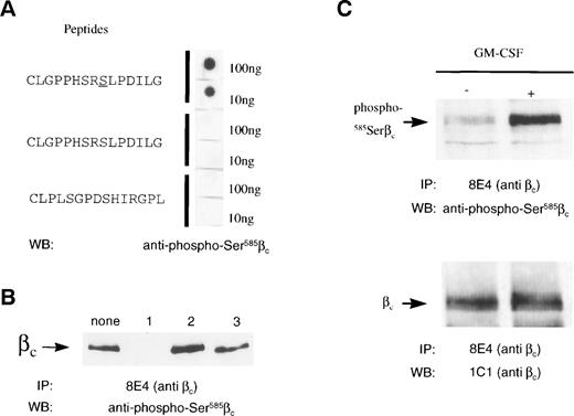 Fig. 8. 585Ser in βc is phosphorylated in vivo by GM-CSF. (A) The anti–phospho-585Serβc antibody specifically recognizes the phosphorylated CLGPPHSRSLDILG peptide. Dot blots were prepared on nitrocellulose filters of either the nonphosphorylated or the serine-phosphorylated CLGPPHSRSLPDILG peptide and the scrambled peptide CLPLSGPDSHIRGPL before probing with anti–phospho-585Serβc antibody. (B) The serine-phosphorylated CLGPPHSRSLPDILG peptide specifically inhibits the binding of anti–phospho-585Serβc antibody to βc. Lysates of HEK293T cells transfected with wild-type βc were immunoprecipitated with anti-βcantibody (MoAb 8E4). Immunoprecipitates were run on 7.5% SDS-PAGE under reducing conditions. Anti–phospho-585Serβc antibody was then preincubated with either medium (none), 100-fold molar excess of the serine-phosphorylated (1) or nonphosphorylated (2) CLGPPHSRSLPDILG peptide, or the scrambled peptide CLPLSGPDSHIRGPL (3). The filters were then Western blotted and probed with the pretreated anti–phospho-585Serβc antibody. (C) Upregulation of 585Ser phosphorylation by GM-CSF. M1 cells expressing GM-CSFR and βc were either untreated (−) or stimulated with GM-CSF (2 ng/mL) for 30 seconds (+). Lysates of the M1 cells were immunoprecipitated with anti-βcantibody (MoAb 8E4) and the immunoprecipitates were run on 10% SDS-PAGE under reducing conditions. The filters were then Western blotted with either anti–phospho-585Serβcantibody or the anti-βc antibody (MoAb 1C1).