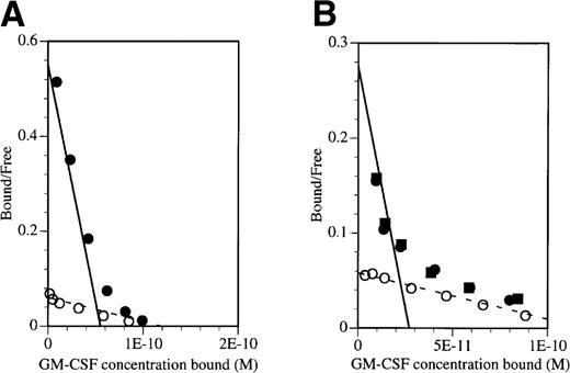 Fig. 3. BION-1 blocks high-affinity binding of GM-CSF to TF-1 and PBMNC. Scatchard transformation of saturation binding studies performed on (A) TF-1 cells or (B) PBMNC preincubated either alone (•) or in the presence of 1 μmol/L BION-1 MoAb (○) or 1 μmol/L of a control anti-βc MoAb, 8E4 (▪) before the addition of radiolabeled GM-CSF. Binding assays were performed with125I-labeled GM-CSF over a concentration range of 10 pmol/L to 10 nmol/L. The dashed line indicates the best fit for BION-1 noninhibitable binding and the solid line indicates the high-affinity GM-CSF binding in the absence of BION-1.