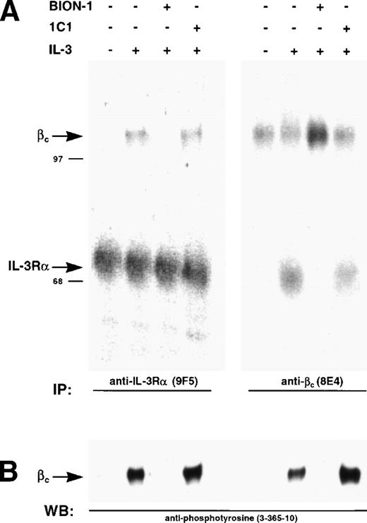 Fig. 7. Inhibition of IL-3–induced and β chain dimerization and phosphorylation by MoAb BION-1. (A) Immunoprecipitations using anti–IL-3R MoAb, 9F5, or anti-βc MoAb, 8E4, from 125I-surface-labeled MO7e cells preincubated with MoAbs BION-1, control anti-βc MoAb 1C1, or medium alone (−), before being stimulated (+) or not (−) with IL-3. The radiolabeled proteins were spearated by SDS-PAGE and visualized by PhosphorImaging. The position and molecular weight of marker proteins are shown. (B) Immunoprecipitated proteins were probed using antiphosphotyrosine MoAb 3-365-10.