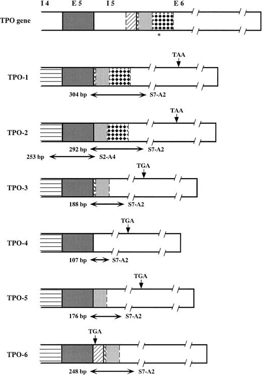 Fig. 1. A schematic of the human TPO gene from intron 4 to exon 6 and mRNA isoforms. Corresponding portions exhibit the same patterns. TPO-1, TPO-2, and TPO-3 were reported previously. TPO-4, TPO-5, and TPO-6 are newly identified forms. TPO-3, TPO-4, and TPO-5 possess a stop codon that is different from that of TPO-1 and TPO-2 due to the frameshift. TPO-6 contains another stop codon in the inserted sequence that is part of intron 5, which is not spliced out. *End of the erythropoietin-like domain. Horizontal arrows show the regions amplified by RT-nested PCR. The sizes of the PCR products and the sets of primers used are written beside the arrows.
