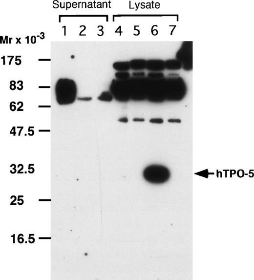 Fig. 3. His-tagged TPOs in the culture supernatants and cell lysates of COS-1 cells were adsorbed on a Ni-NTA resin column. The eluates were precipitated with the Ni-NTA resin, and the precipitates proteins were separated by SDS-PAGE and probed with anti-His(C-term) antibody. Lanes 1 and 5, TPO-1; lanes 2 and 6, TPO-5; lanes 3 and 7, TPO-6; lane 4, untransfected COS-1 cells. In lane 5, the band corresponding to TPO-1 appears to be masked by nonspecific bands.
