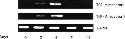 Fig. 3. Serial expression of mRNAs for TGF-β receptors I and II in culture. CD34+ cells were cultured in -MEM containing TPO (100 ng/mL). mRNAs for TGF-β receptors I and II were examined by RT-PCR.