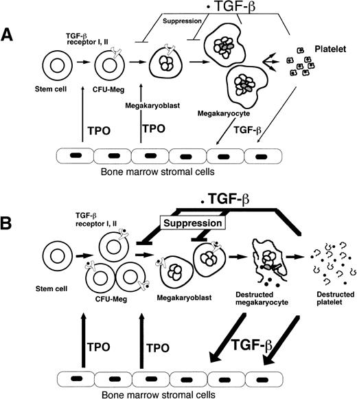 Fig. 7. Regulation of megakaryopoiesis. TPO mRNA expression in BM stromal cells is enhanced by TGF-β1, which suppresses the TPO-promoted CFU-Meg with relative specificity at midmegakaryopoiesis by interacting with receptors I and II, which were induced by TPO itself in normal subjects (A). Increased TGF-β1 from destroyed platelets or megakaryocytes markedly upregulates TPO mRNA expression in stromal cells. The subsequent production of TPO stimulates stem cells to commit to the megakaryocyte lineage. The expression of the TGF-β receptor on megakaryoblasts renders them susceptible to suppression by TGF-β1 in patients with ITP (B).