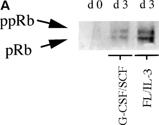 Fig. 2. (A) Levels of pRb during neutrophilic and monocytic differentiation on days 0 and 3. Cells selected for CD34 expression were incubated on day 0 with cytokines favoring neutrophilic (G-CSF and SCF, both at 50 ng/mL) or monocytic (FL at 50 ng/mL and IL-3 at 25 ng/mL) differentiation, respectively. On day 0, 0.55 × 106 cells not stimulated with any cytokines were subjected to protein extraction, followed by specific immunoprecipitation with an anti-pRb antibody (sc-102; Santa Cruz), 6% SDS-polyacrylamide gel electrophoresis (SDS-PAGE), and Western blot analysis. On day 3, 0.55 × 106 cells from cells incubated with G-CSF/SCF or FL/IL-3, respectively, were subjected to protein extraction, followed by specific immunoprecipitation with an anti-pRb antibody (sc-102; Santa Cruz), 6% SDS-PAGE, and Western blot analysis. pRb of different molecular weights are indicated with arrows (ppRb, hyperphosphorylated; pRb, hypophosphorylated). (B) Levels of pRb during neutrophilic and monocytic differentiation on days 3 and 5. Cells selected for CD34 expression were incubated on day 0 with cytokines, favoring neutrophilic (G-CSF and SCF, both at 50 ng/mL) or monocytic (FL at 50 ng/mL and IL-3 at 25 ng/mL) differentiation, respectively. After 3 and 5 days of expansion, respectively, 1.5 × 106 cells were subjected to protein extraction, followed by specific immunoprecipitation with an anti-pRb antibody (sc-102; Santa Cruz), 6% SDS-PAGE, and Western blot analysis. pRb of different molecular weights are indicated with arrows (ppRb, hyperphosphorylated; pRb, hypophosphorylated).