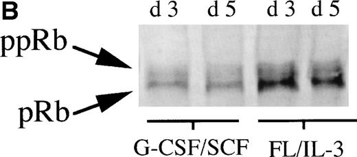 Fig. 2. (A) Levels of pRb during neutrophilic and monocytic differentiation on days 0 and 3. Cells selected for CD34 expression were incubated on day 0 with cytokines favoring neutrophilic (G-CSF and SCF, both at 50 ng/mL) or monocytic (FL at 50 ng/mL and IL-3 at 25 ng/mL) differentiation, respectively. On day 0, 0.55 × 106 cells not stimulated with any cytokines were subjected to protein extraction, followed by specific immunoprecipitation with an anti-pRb antibody (sc-102; Santa Cruz), 6% SDS-polyacrylamide gel electrophoresis (SDS-PAGE), and Western blot analysis. On day 3, 0.55 × 106 cells from cells incubated with G-CSF/SCF or FL/IL-3, respectively, were subjected to protein extraction, followed by specific immunoprecipitation with an anti-pRb antibody (sc-102; Santa Cruz), 6% SDS-PAGE, and Western blot analysis. pRb of different molecular weights are indicated with arrows (ppRb, hyperphosphorylated; pRb, hypophosphorylated). (B) Levels of pRb during neutrophilic and monocytic differentiation on days 3 and 5. Cells selected for CD34 expression were incubated on day 0 with cytokines, favoring neutrophilic (G-CSF and SCF, both at 50 ng/mL) or monocytic (FL at 50 ng/mL and IL-3 at 25 ng/mL) differentiation, respectively. After 3 and 5 days of expansion, respectively, 1.5 × 106 cells were subjected to protein extraction, followed by specific immunoprecipitation with an anti-pRb antibody (sc-102; Santa Cruz), 6% SDS-PAGE, and Western blot analysis. pRb of different molecular weights are indicated with arrows (ppRb, hyperphosphorylated; pRb, hypophosphorylated).