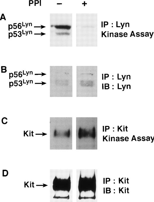 Fig. 1. PP1 inhibits Lyn kinase activity but not c-Kit kinase activity in MO7e cells. MO7e cells were treated for 30 minutes at 37°C in the presence or absence of PP1 (10 μmol/L). The cells were then lysed and assessed for either Lyn or c-Kit activity as described in the Materials and Methods section. (A) Lyn kinase activity is inhibited after treatment with PP1. Immune complex assays were performed on Lyn immunoprecipitated from cell lysates, resolved with SDS-PAGE, transferred to Immobilon, and radiolabeled Lyn was visualized with autoradiography. (B) Equivalent amounts of Lyn protein are present in the immune complex kinase assays. Immunoblotting with Lyn-specific antibody was performed on the immunoprecipitates shown in Panel A. (C) PP1 does not impair c-Kit kinase activity. Immune complex assays were performed on c-Kit immunoprecipitated from cell lysates, resolved with SDS-PAGE, transferred to Immobilon, and radiolabeled c-Kit was visualized with autoradiography. (D) c-Kit immunoblot of Panel C.