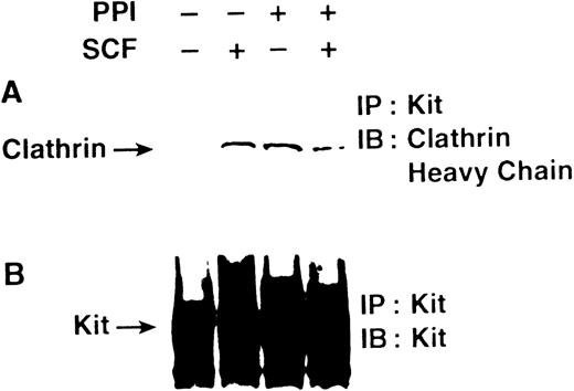 Fig. 3. PP1 does not impair SCF-induced association of c-Kit with clathrin. MO7e cells were incubated without or with PP1 as described in Fig 1, then treated without or with SCF for 5 minutes. The cells were lysed and immunoprecipitated with the SR-1 anti–c-Kit antibody, and analyzed by SDS-PAGE followed by immunoblotting with a polyclonal antibody specific for the clathrin heavy chain (A), or immunoblotting with a polyclonal antibody specific for c-Kit (B).