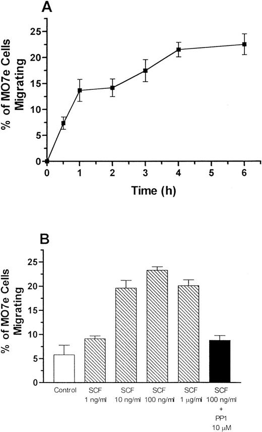Fig. 7. SCF induces chemotaxis of MO7e cells via a Src family kinase-mediated mechanism. SCF-induced chemotaxis was measured by a fluorescence-based assay using 96-well chemotaxis chamber plates (see Materials and Methods). Panel A depicts time-course analysis of SCF-induced (100 ng/mL) migration of MO7e cells. Panel B shows the concentration dependence of SCF-induced chemotaxis and PP1 (10 μmol/L) inhibition of SCF-induced chemotaxis of MO7e cells. The data are reported as the percentage of MO7e cells migrating into the lower chamber (mean ± standard deviation). The results are representative of three independent experiments that yielded similar results. The percentage of cells migrating in the presence of SCF plus PP1 was not different than the percentage of cells migrating in the control (P > .05, Student’s t-test).