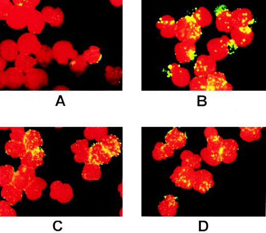 Fig. 6. c-Kit remains on the surface of PP1-treated cells. MO7e cells were preincubated without PP1 (A,B) or with PP1 (C,D) as described in Fig 1, then labeled with the 104D2 antibody. After a 30-minute incubation in SCF (200 ng/mL), the cells were fixed and labeled with goat antimouse IgG-FITC under conditions to detect cell surface c-Kit (A,C), or cell surface plus cytoplasmic c-Kit (B,D), as described in Materials and Methods.