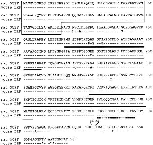 Fig. 3. Deduced amino acid sequence of rat OCZF protein and comparison with that of mouse LRF. Dashes indicate shared identity between the mouse and rat proteins. The N-terminal POZ-like domain is underlined. The proline-rich sequence is double underlined. The domain of 3 zinc fingers is underlined. The nuclear target sequence corresponding to amino acids 480-496 is underlined with a dotted line. Amino acids are numbered at the end of each line. OCZF nucleotide sequence data are available from EMBL/GenBank/DDBJ under the accession no. D88450.