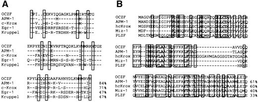 Fig. 4. Comparison of amino acid sequence of OCZF to other zinc finger proteins. (A) Homology of zinc finger domains of OCZF to those of other Krüppel zinc finger proteins. The cysteines and histidines of the zinc fingers are boxed. The homology with APM-1, c-Krox, Egr-1, and Krüppel in the zinc finger domains is shown on the right. The sequence of c-Krox is the same as that of hcKrox. (B) Homology of the N-terminal region of OCZF to those of other POZ domain proteins. The homology with APM-1, hcKrox, Miz-1, and PLZF in these regions is shown on the right. Identical residues are indicated with dashes.