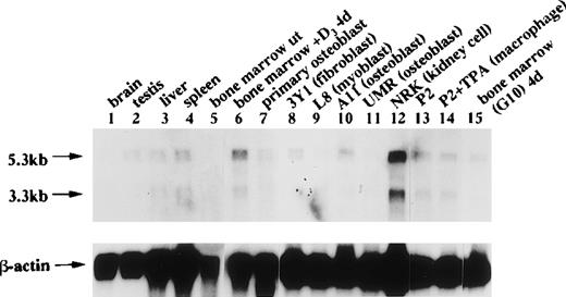Fig. 5. Expression of OCZF mRNA in various tissues and cell lines. Poly(A)RNA was prepared, and approximately 1 μg of each sample (indicated at the top of each lane) was separated on an agarose/formaldehyde gel and transferred to a nitrocellulose filter. The filter was hybridized at 60°C overnight with an OCZFcDNA probe and then washed. The same filter was rehybridized with a human β-actin probe as a control. Arrows indicate the bands ofOCZF and β-actin mRNA.