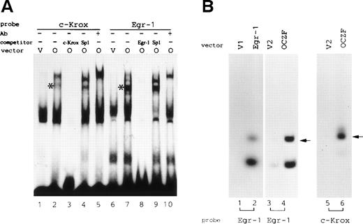 Fig. 7. (A) EMSA of nuclear extracts from 293T cells transfected with FLAG-tagged OCZF cDNA. c-Krox or Egr-1 DNA was incubated with the nuclear extract from 293T cells transfected with FLAG-OCZF cDNA (O; lanes 2 through 5 and 7 through 10) or vector cDNA (v; lanes 1 and 6), respectively. *The complex of OCZF and DNA. Competition experiments were performed in the presence of 100-fold molar excess of unlabeled c-Krox (lane 3), Egr-1 (lane 8), or SP1 (lanes 4 and 9) DNA. Binding reactions were also performed after preincubation of nuclear extracts with anti-FLAG MoAb (lanes 5 and 10). Thirty micrograms of nuclear extracts was analyzed. (B) Analysis of DNA binding activity with S-tagged Egr-1 and OCZF proteins. S-protein pulldown experiments were performed as described in Materials and Methods. The bound DNA was analyzed by a 10% PAGE. Samples purified on S-protein beads were prepared from 293T cells transfected with pCDL-FLAGa (v1; lane 1), pCDL-FLAGc (v2; lanes 3 and 5) or pCDL-FLAG containing Egr-1 (lane 2) or OCZF (lanes 4 and 6). They were analyzed for DNA binding activity using Egr-1 (lanes 1 through 4) or c-Krox (lanes 5 and 6) consensus sequences as probes. Arrows indicate the bound Egr-1 or c-Krox DNA. Lower bands indicate degraded products of Egr-1 DNA. Autoradiography was performed for 6 days at −80°C for OCZF protein or 3 days at room temperature for Egr-1 protein.
