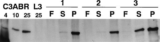 Fig. 1. Immunoblotting of ATM in extracts from lymphocytes of three individuals (1-3). F, extracts from freshly isolated lymphocytes; S, extracts from lymphocytes incubated in the presence of 10% FCS for 3 days; and P, extracts from PHA-stimulated lymphocytes (3 days). A total of 30 μg of protein extract was added to each lane of a 4.5% SDS-PAGE gel and immunoblotting performed with ATM-3BA. Protein loading was monitored by Ponceau S staining. Extracts were also included for an A-T lymphoblastoid cell line (L3) (25 μg) and 4, 10, and 25 μg loading for a control lymphoblastoid cell line (C3ABR).