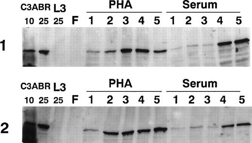 Fig. 2. Effect of incubation time on the amount of ATM in PBMCs. Lymphocytes were freshly prepared (F) and incubated for 1 to 5 days in the presence of serum or PHA. A total of 30 μg of extract was used for all lymphocyte samples and 10 and 25 μg of extract were used for C3ABR, a proliferating EBV-transformed cell line. Immunoblotting was performed using ATM-3BA antibody and protein loading was determined with Ponceau S staining.