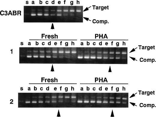 Fig. 6. Quantitative RT-PCR for the ATM transcript. A control EBV-transformed lymphoblast cell line (C3ABR) and 2 sets of freshly isolated PBMCs and PHA-stimulated PBMCs from healthy controls (1 and 2) were examined. Each template contained the same amounts of cDNA corresponding to 0.1 μg of total RNA and 1 of 2-fold dilutions of a competitor DNA from 1/2 × 10 to 1/256 × 10 attomole (lanes a through h). Equivalent points where target cDNA and competitor DNA were almost equivalent are indicated by arrow heads. The positions of target cDNA and competitor DNA (Comp.) are also indicated by arrows.