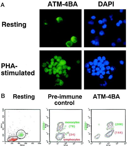 Fig. 5. Determination of the amount of ATM in resting and PHA-stimulated PBMCs. (A) Immunofluorescence labelling of the 2 cell types with ATM-4BA antibody. DAPI was used to stain nuclei. (B) Plastic-adherent cells (resting) isolated from human PBMC were enriched for monocytes (R2, CD33+) and contained some T lymphocytes (R1, CD33-) as shown by FACS analysis. Cells were labelled either with ATM-4BA or with preimmune rabbit sera as a control. The MFI for each population is shown in brackets.