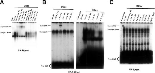 Fig. 3. Immunologic identification of D dimer-induced DNA binding proteins. Subconfluent rat lung fibroblasts were incubated in 0.4% serum for 48 hours followed by exposure to D dimer (1 μmol/L for 45 minutes) or serum-free media controls (SFM). Nuclear proteins were extracted and analyzed by EMSA with 32P-PAIcon (A and B; PAIcon) or 32P-PAIwt (C) as indicated below the autoradiograms. The effect of antibodies that are broadly cross-reactive to fos/jun proteins and to specific fos/jun family members on the protein-DNA binding was assessed through an examination of the competition or supershifting of complex B in the EMSA autoradiogram. (A) Increasing titer of fos (lanes 3 through 6) and jun (lanes 7 through 10) family antibodies from 1 to 2,000 ng/binding reaction. Antibody to CD11b serves as an irrelevant control antibody. (B) Left autoradiogram, indicated antibodies to specific fos family members, with negative control (CREB-2 Ab). Right autoradiogram, indicated antibodies to specific fos family members, with negative control (ATF-2 Ab). (C) Indicated antibodies to specific fos and jun family members, with 32P-labeled PAIwt.