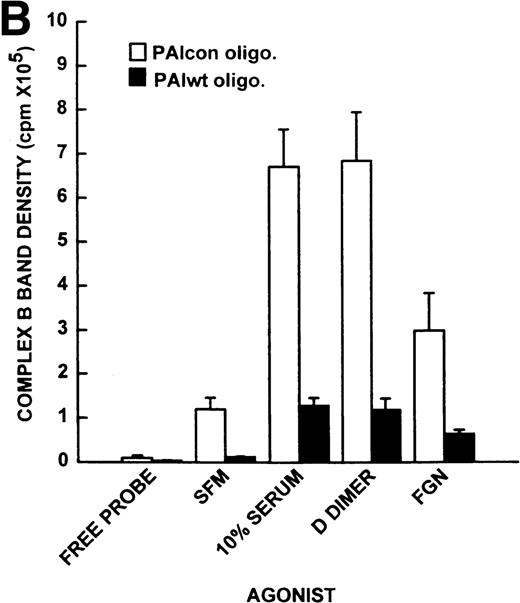 Fig. 5. Comparison of fibrinogen and D dimer induction of AP-1–DNA binding activity by EMSA. Fibroblasts were incubated with either fibrinogen or D dimer (1 μmol/L) for 45 minutes in serum-free media, followed by harvesting of nuclear extracts, which were analyzed by EMSA using a 32P-labeled PAIcon (A, left) or PAIwt (A, right) oligonucleotides. Complex B band density was quantified on a phosphorimager and plotted as mean +SE (n = 3/condition) in (B). Serum-free media or serum (10%) -containing media-exposed cells served as negative and positive controls, respectively. DDex, FGNex, 10%Sex, and SFMex denote nuclear extracts from D dimer, fibrinogen, 10% serum-containing media, and serum-free media-exposed cells, respectively. 100X PAIcon denotes inclusion of a 100-fold molar excess of unlabeled PAIcon oligonucleotides in the binding reaction. (A) Left, EMSA using the 32P-labeled PAIcon oligonucleotide; right, EMSA using the 32P-labeled PAIwt oligonucleotide. Complex B is indicated. (B) Quantitative presentation of complex B band density (AP-1). (□) Data from 32P-labeled PAIcon oligonucleotide; (▪) 32P-labeled PAIwt oligonucleotide.