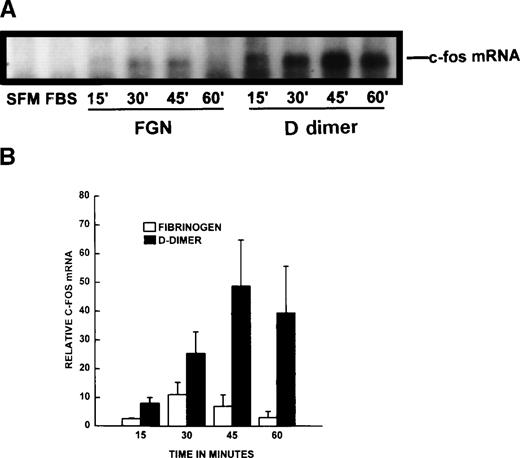 Fig. 6. Induction of c-fos mRNA by D dimer. Subconfluent rat lung fibroblasts were incubated in 0.4% serum for 48 hours followed by incubation with either fibrinogen or D dimer (1 μmol/L) in serum-free media for 15 to 60 minutes as indicated. Northern blotting of the RNA was performed as described in Materials and Methods. Autoradiogram bands were analyzed by phosphorimagery. Data are plotted as the mean + SE of the band density relative to that of SFM alone (n = 3/time point). (A) Representative autoradiogram. SFM, FBS, FGN, and D dimer denote the mRNA from serum-free media, 10% fetal bovine serum, fibrinogen, and D dimer-exposed cells, respectively. (B) Fold induction of c-fos/18S RNA (loading and transfer control) band intensity values relative to that of cells incubated in serum-free media. (□) Fibrinogen-exposed cells; (▪) D dimer-exposed cells.