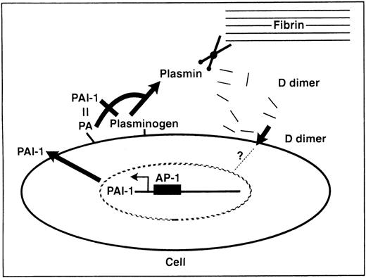 Fig. 7. Model of D dimer-initiated negative regulatory feedback loop of peri-cellular fibrinolysis. As a consequence of plasmin proteolysis of cross-linked fibrin, D dimer is generated and initiates a signal that results in AP-1–dependent induction of PAI-1 transcription using the −59 to −52 element. New PAI-1 protein is synthesized and, upon secretion, binds with high affinity to plasminogen activators, thereby blocking further activation of plasminogen to active plasmin. Upon loss of plasmin action, fibrinolysis ceases, allowing fibrin persistence and halting further generation of D dimer.