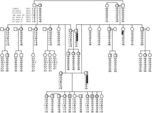 Fig. 1. Marker segregation in an Arab GT family near the IIb-β3 genomic locus. The extensive family tree for one of the studied families with the determined inherited markers (Table 2) are shown. Crossover regions are shown on a black background. The inherited thrombasthenia gene is also indicated by the grayed regions in the family tree over the affected chromosome. The polymorphic markers studied are indicated at the top left of the fig and refer to Table2.