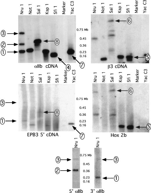 Fig. 2. Genomic and YAC PFGE hybridized to the IIb and β3 probes. Sequential rehybridization of the same filter to the IIb and β3 cDNAs, the EPB3 5′ genomic fragment, a HOX 2b genomic fragment, and the IIb exon 2 5′ and exon 30 3′ genomic fragments. Numbered arrows indicate bands of interest.