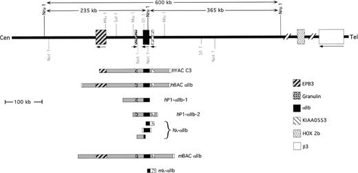 Fig. 3. Schematic organization of the IIb (and β3) gene locus region. The heavy line near the top indicates the gene locus drawn to scale with the various identified genes indicated. A partial restriction map for several rare restriction enzymes around the IIb gene is also indicated. The restriction sites shown on this map were generated using data from both pulsed-field genomic fragments (above) and BAC, P1, and YAC sequence and restriction analysis (data not shown). A summary of all clones that have been characterized is shown below with the sequenced regions shown matching the genome or in white rather than in gray. This map only focuses on the region surrounding the IIb locus. A complete map of the β3 locus has been previously reported.6749 (All sequences reported here have been registered with GenBank accession no. AF160252).