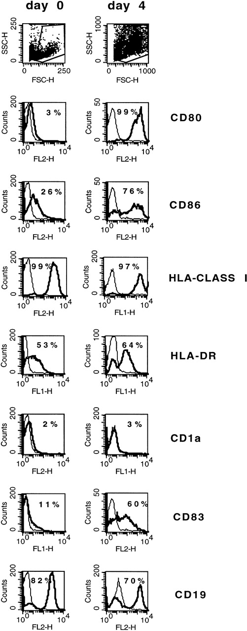 Fig. 5. Phenotype of ALL blasts and of leukemia-derived DC (patient AB). Freshly thawed BM cells from a Ph+ ALL patient and the same cells after 4 days of culture in the presence of CD40L and IL-4 were stained with fluorescein- or phycoerythrin-conjugated antibodies and analyzed by flow cytometry. To exclude debris, the viable cells were gated based on propidium iodide staining. Histograms represent the log of fluorescence (horizontal axis) versus the relative cell number (vertical axis). Thin lines represent the isotype-matched indifferent murine MoAb control. The number in each box represents the percentage of positive cells.